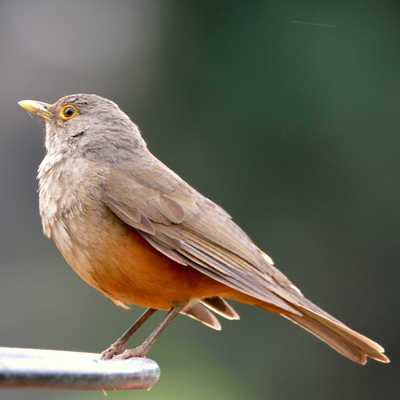 Roufous-Bellied Thrush